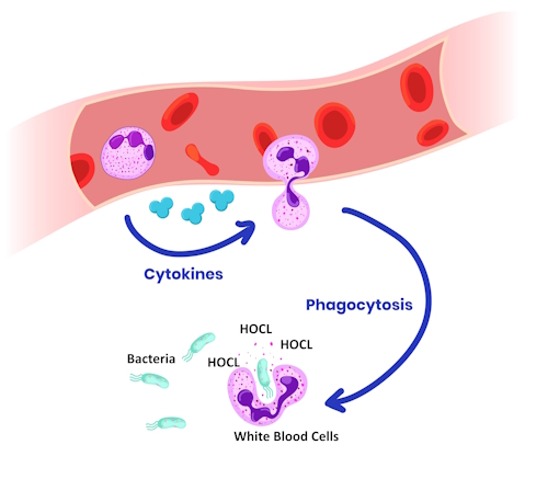 Peroxy hóa ion clorua với sự tham gia của enzym myeloperoxidase là chất xúc tác