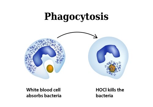 Thực bào bởi Bạch cầu trung tính